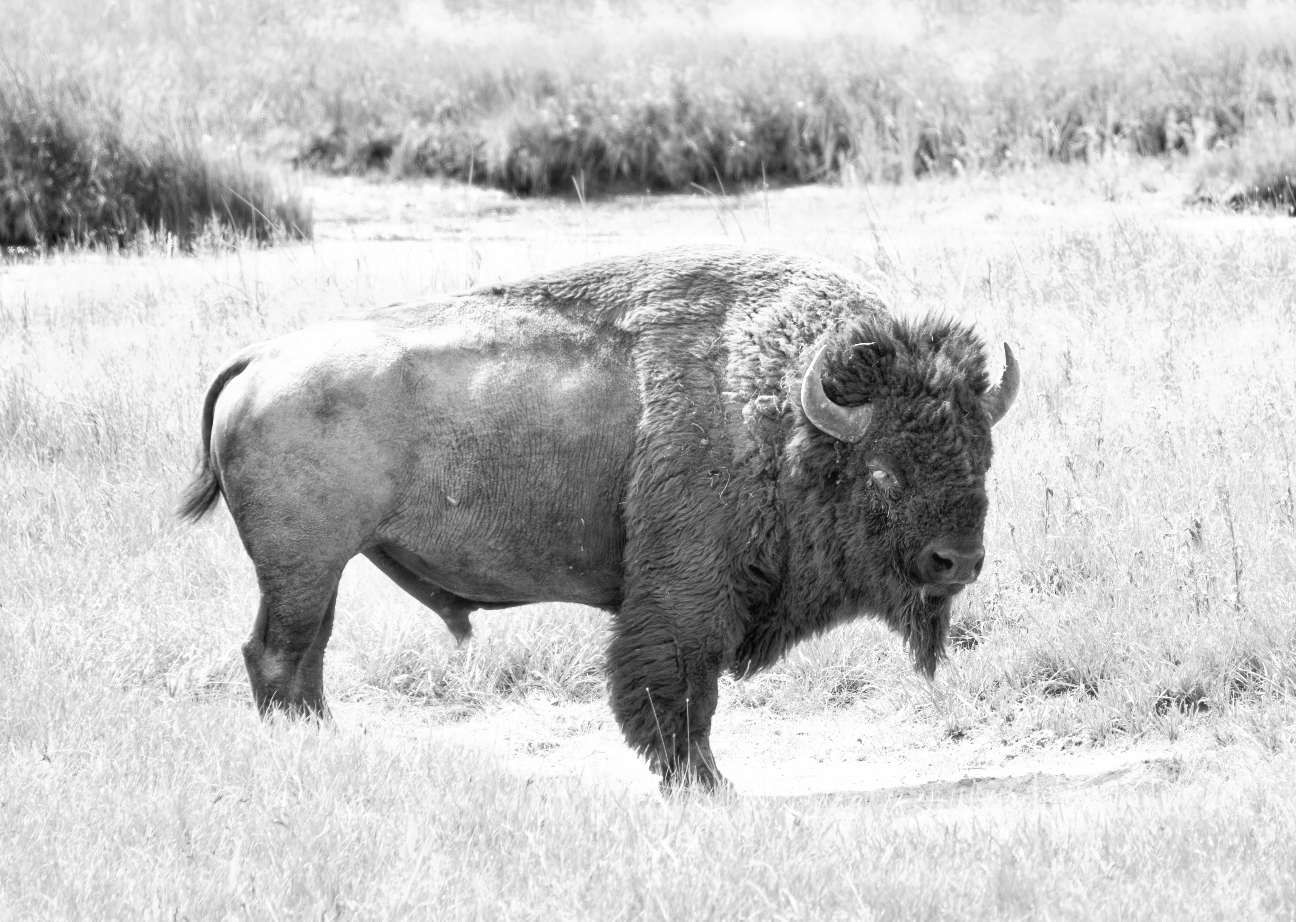 One Eyed Bison